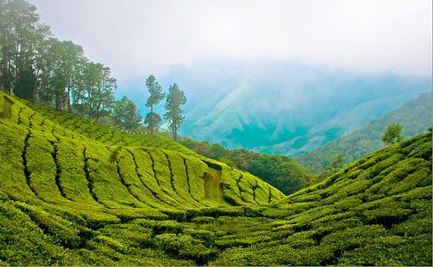 Munnar Dreams 호텔 외부 사진